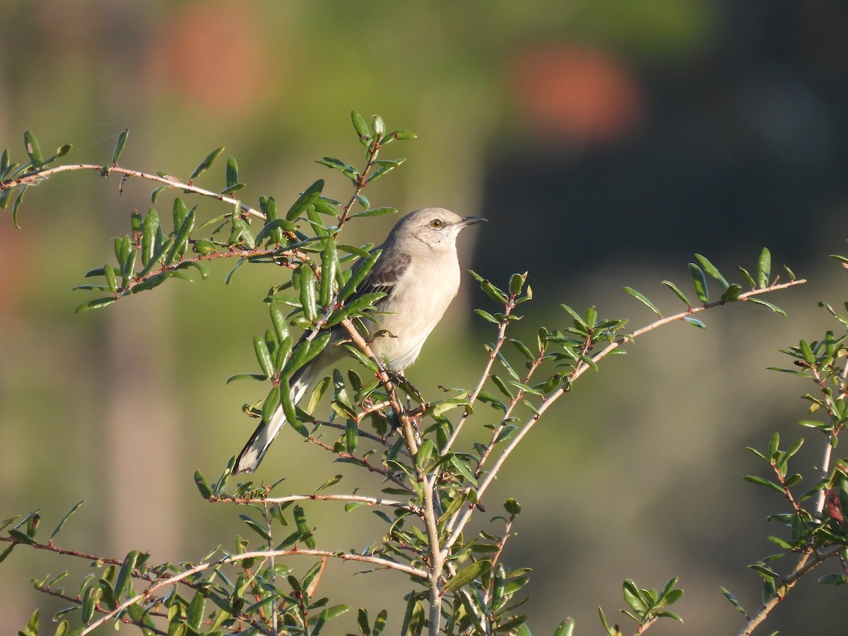Kuzeyli Taklitçi - ML646429710