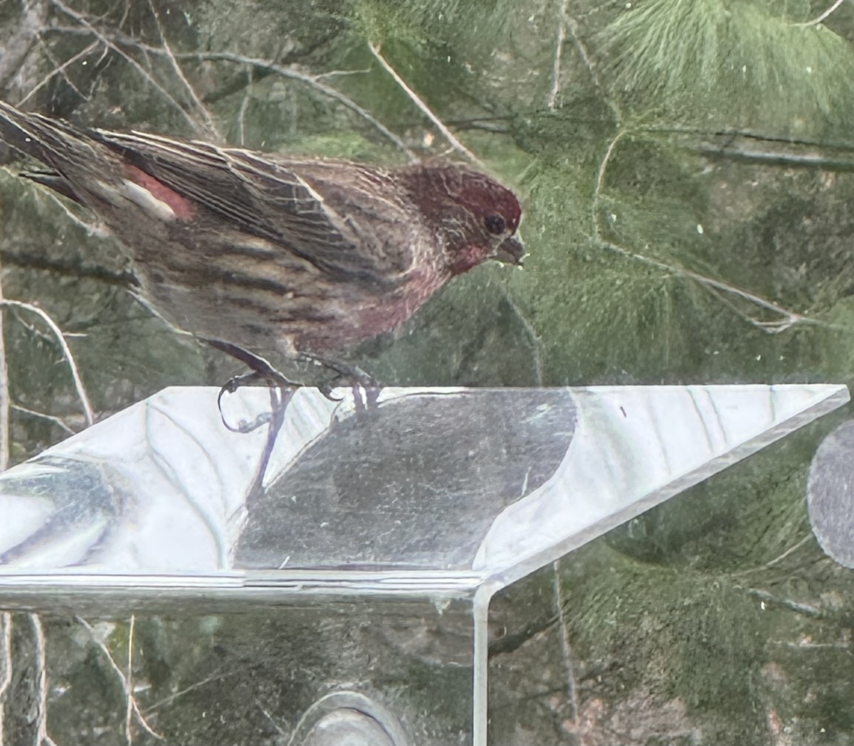 House Finch - ML646429711