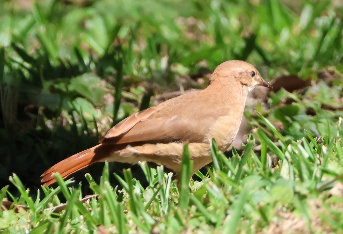 Rufous Hornero - ML646429713