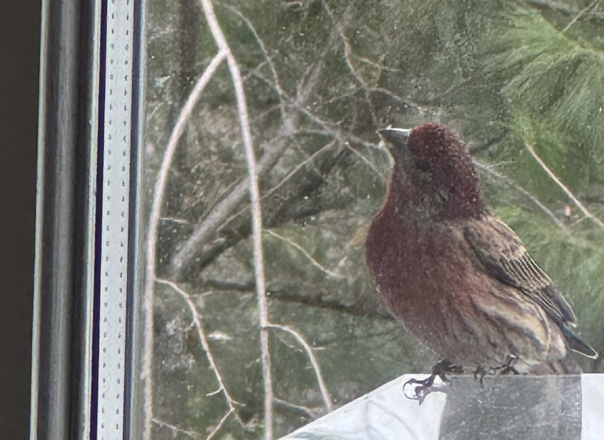 House Finch - ML646429714