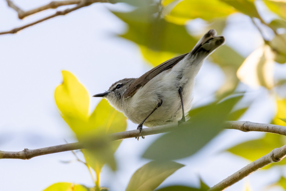 Mangrove Gerygone - ML646429715