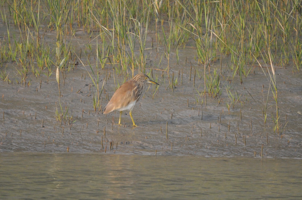 Indian Pond-Heron - ML646429716