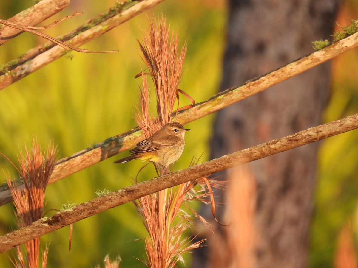 Palm Warbler - ML646429717