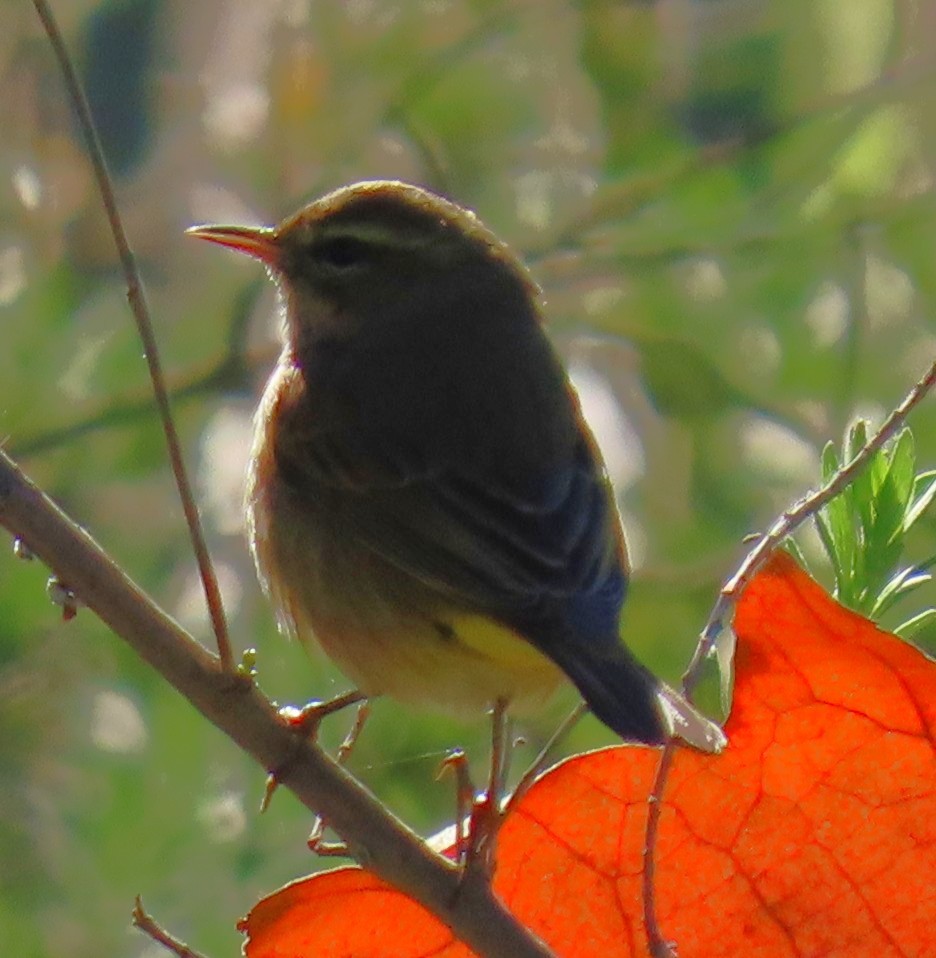 סבכון חום-כיפה - ML646429718