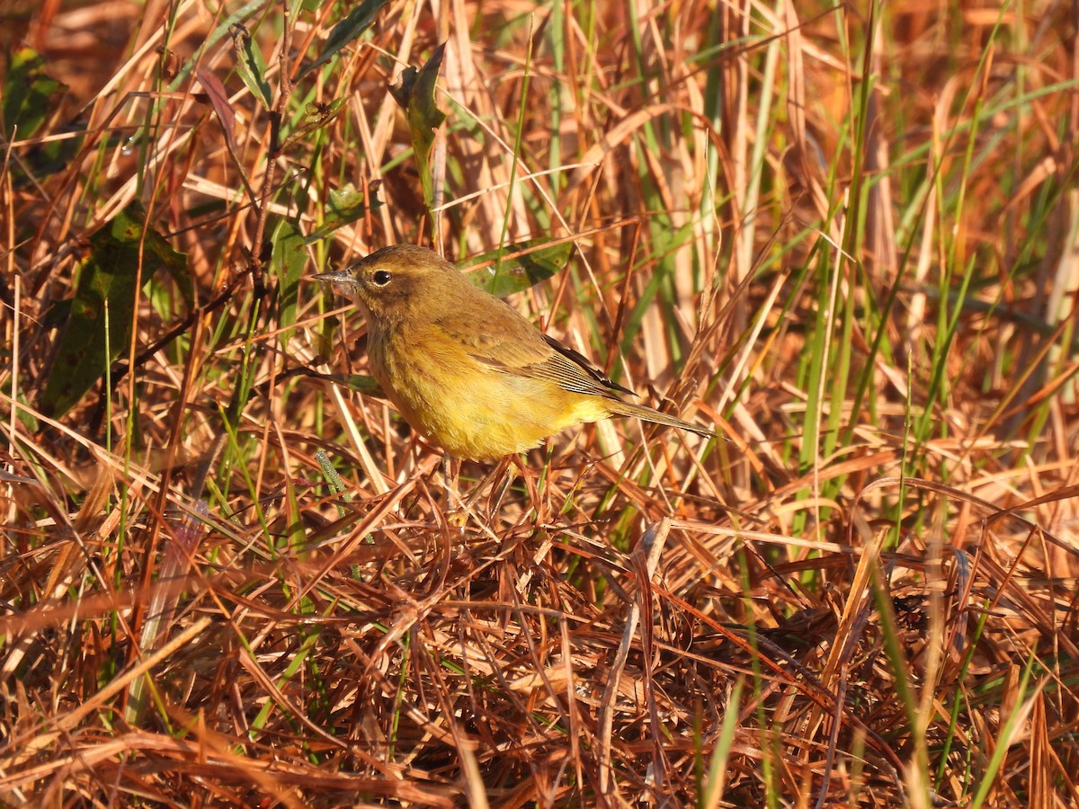 Palm Warbler - ML646429719