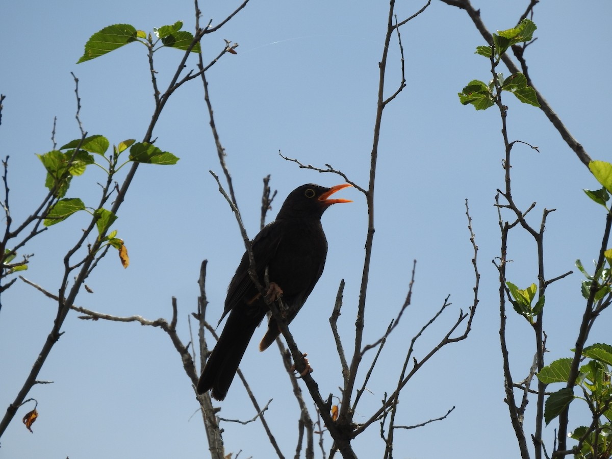 Chiguanco Thrush - ML646429720