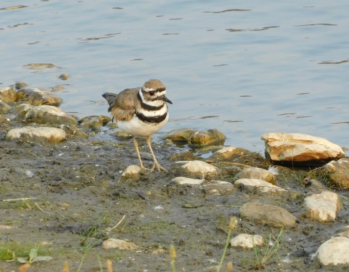 Killdeer - ML646429722
