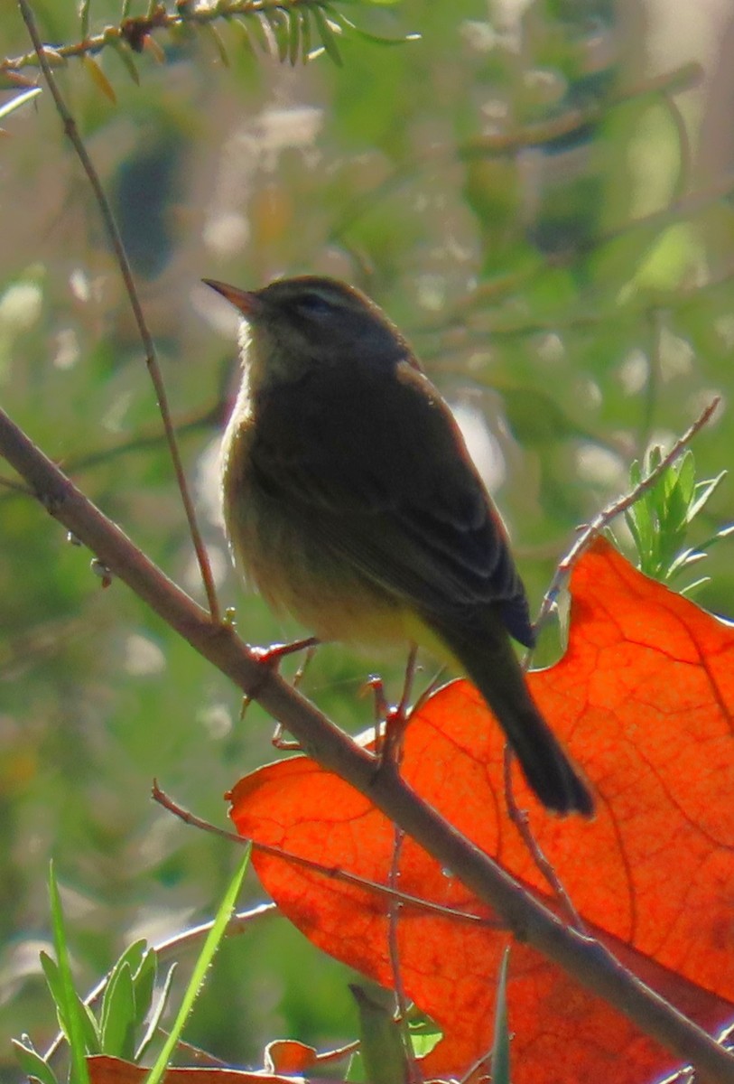 סבכון חום-כיפה - ML646429726