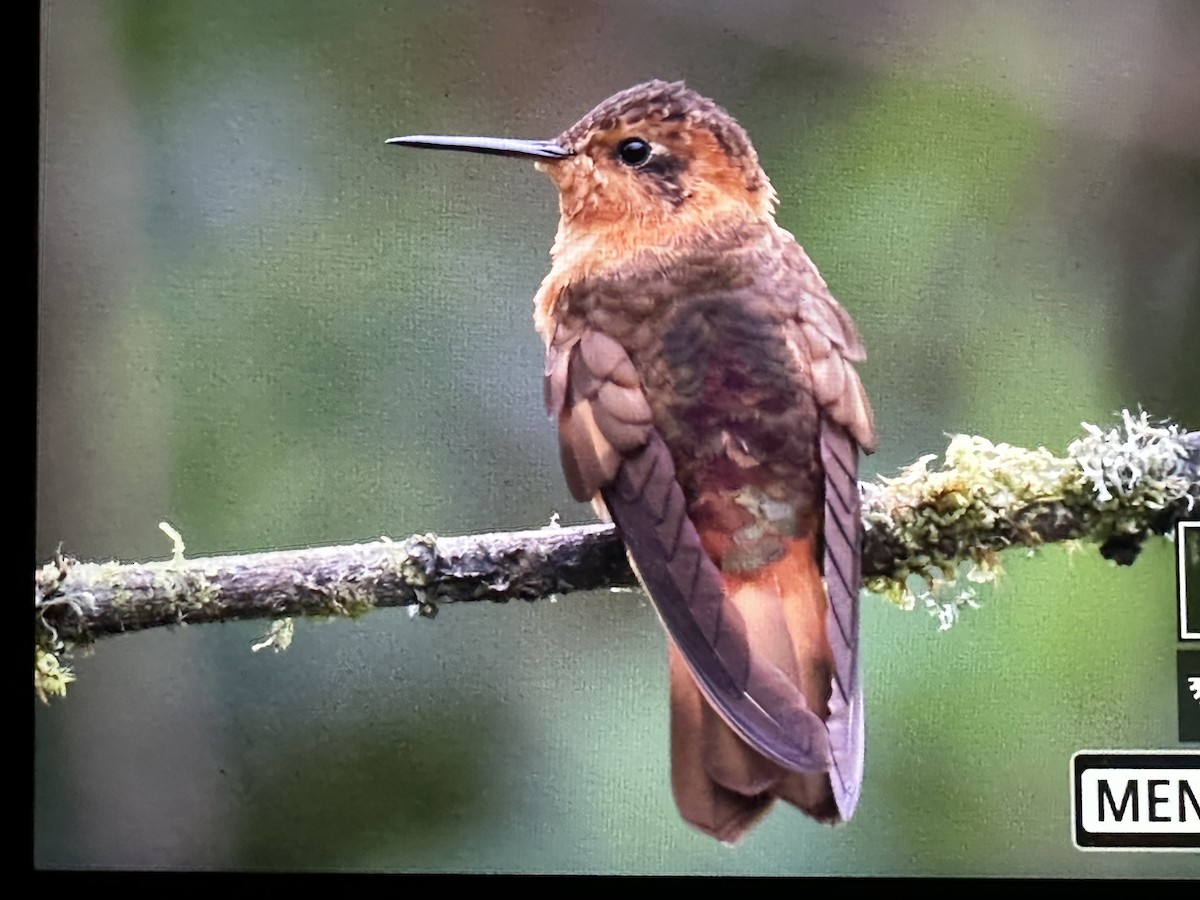 Colibri étincelant - ML646429727