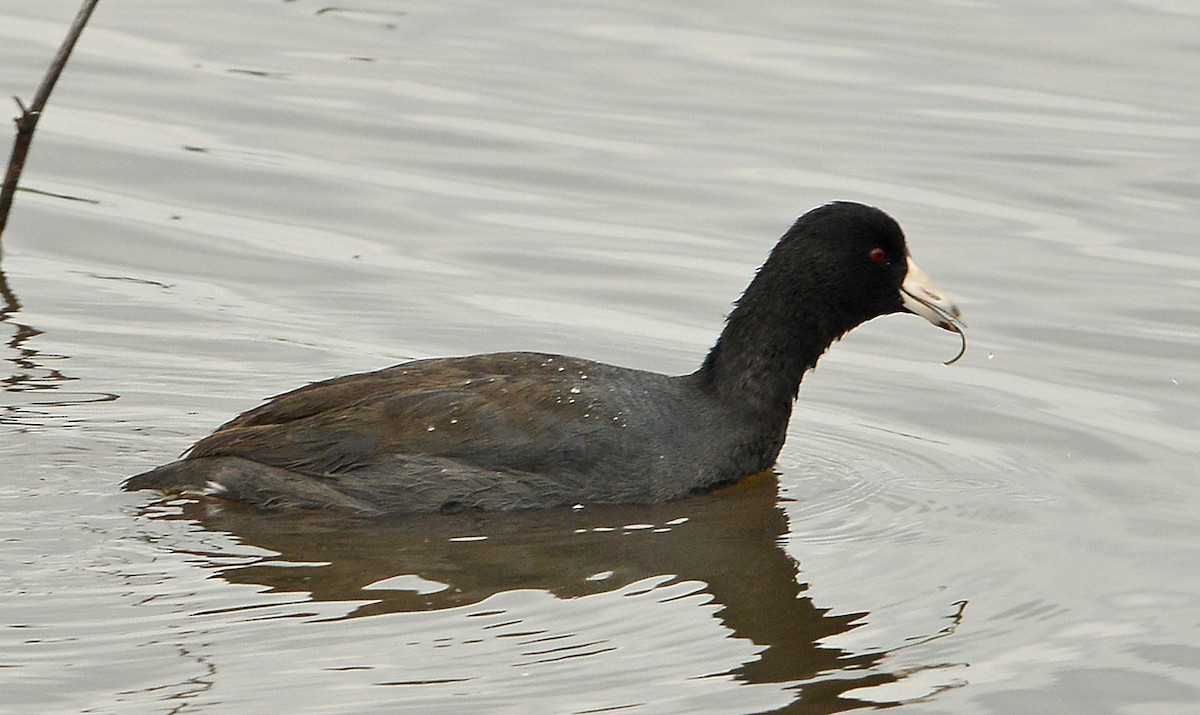 American Coot - ML646429729