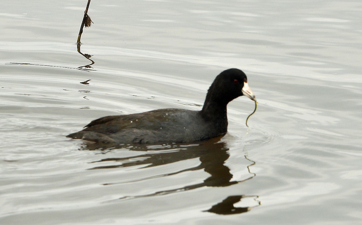 American Coot - ML646429730