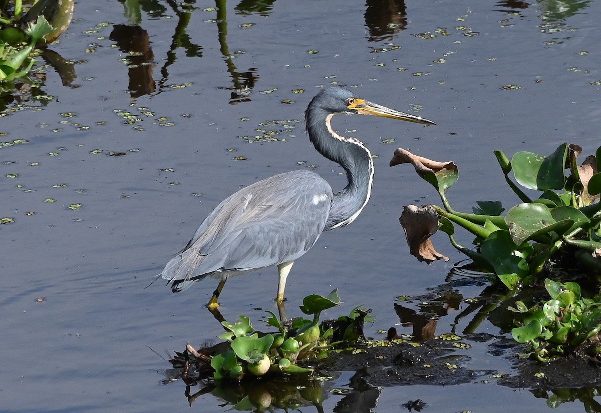 volavka tříbarvá - ML646429731