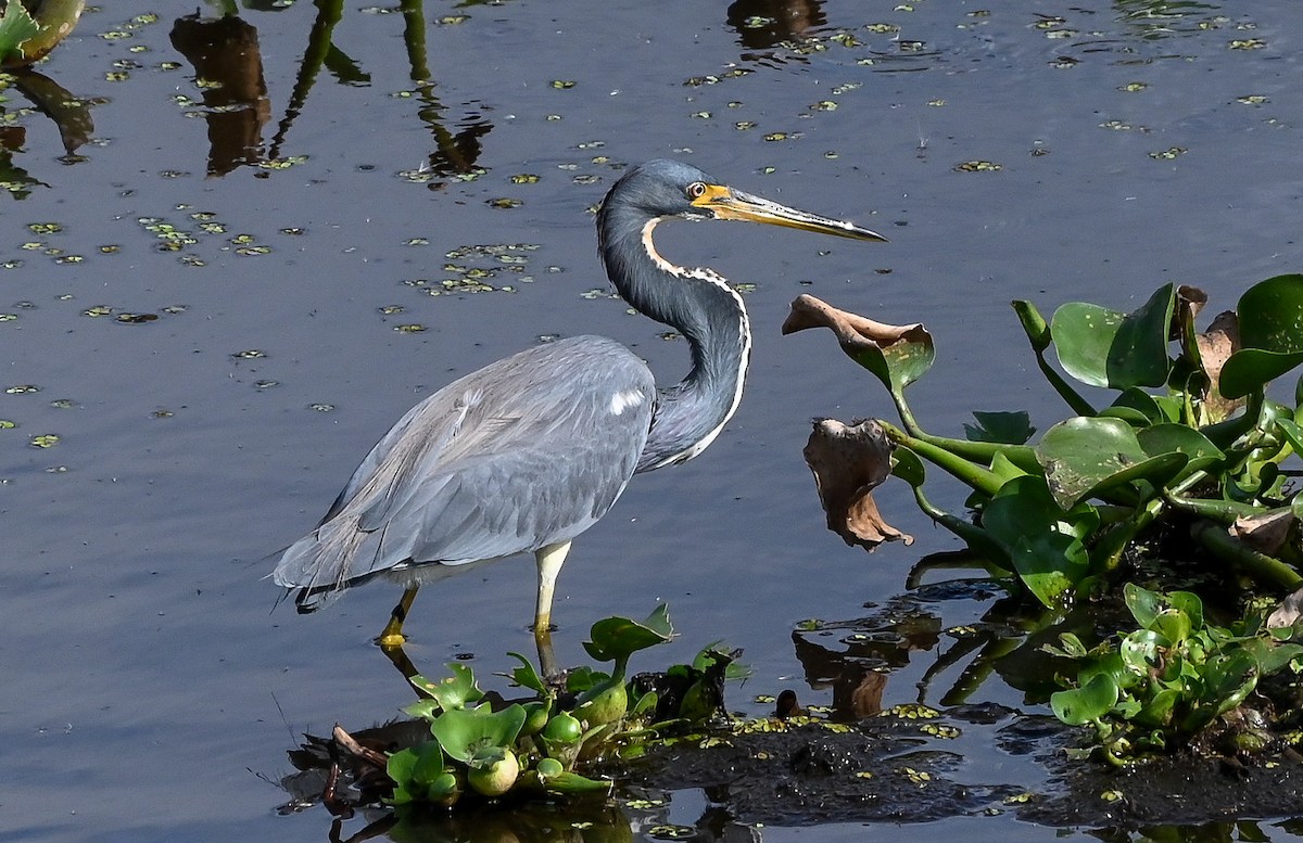 volavka tříbarvá - ML646429732