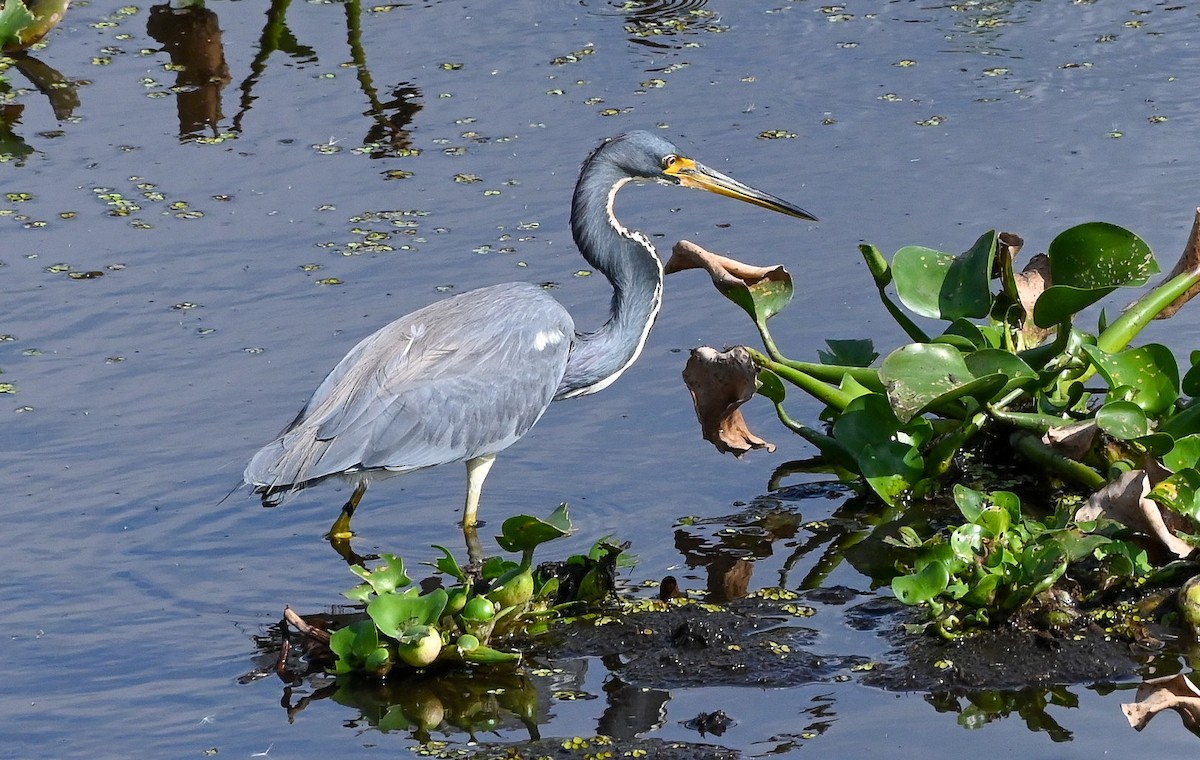 volavka tříbarvá - ML646429733