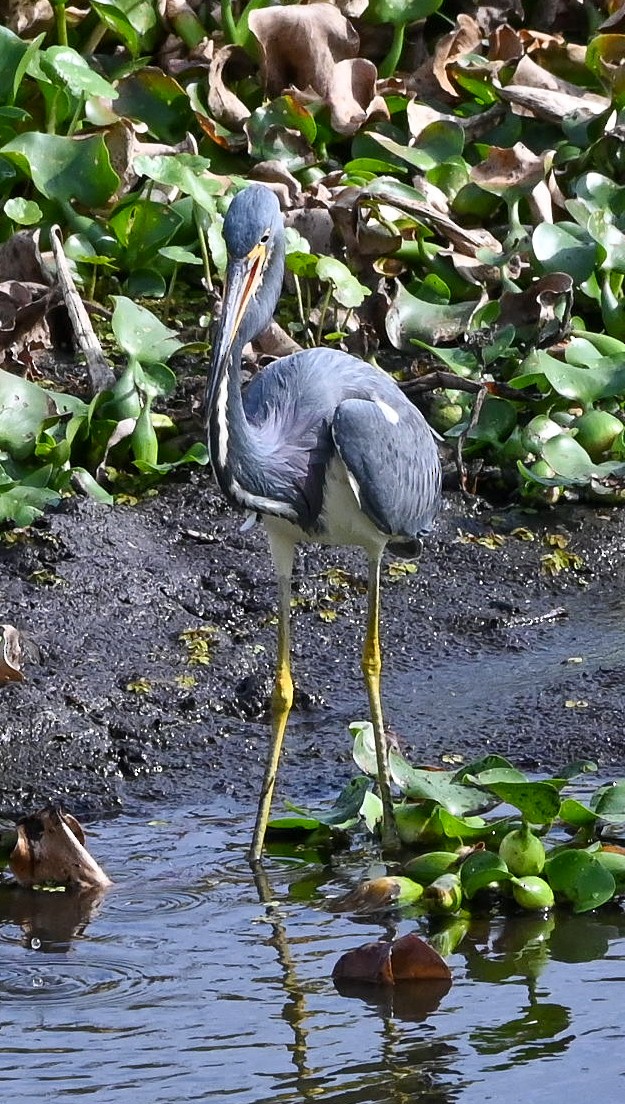 volavka tříbarvá - ML646429734