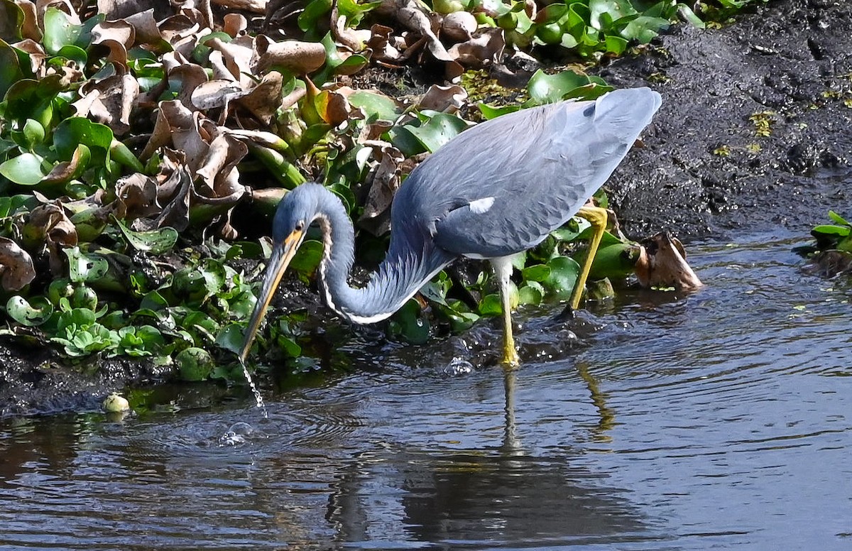 volavka tříbarvá - ML646429735