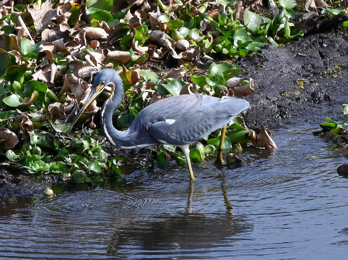 volavka tříbarvá - ML646429736