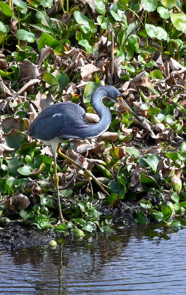volavka tříbarvá - ML646429737