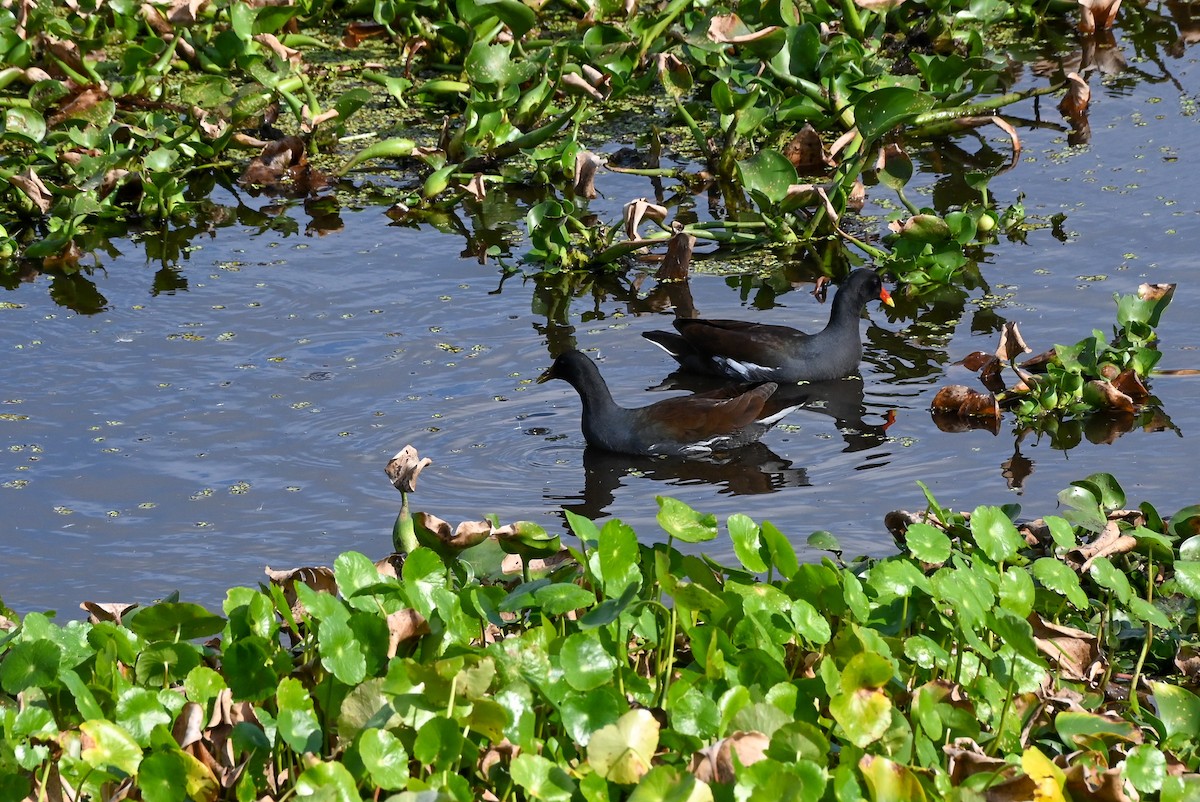 slípka americká - ML646429738