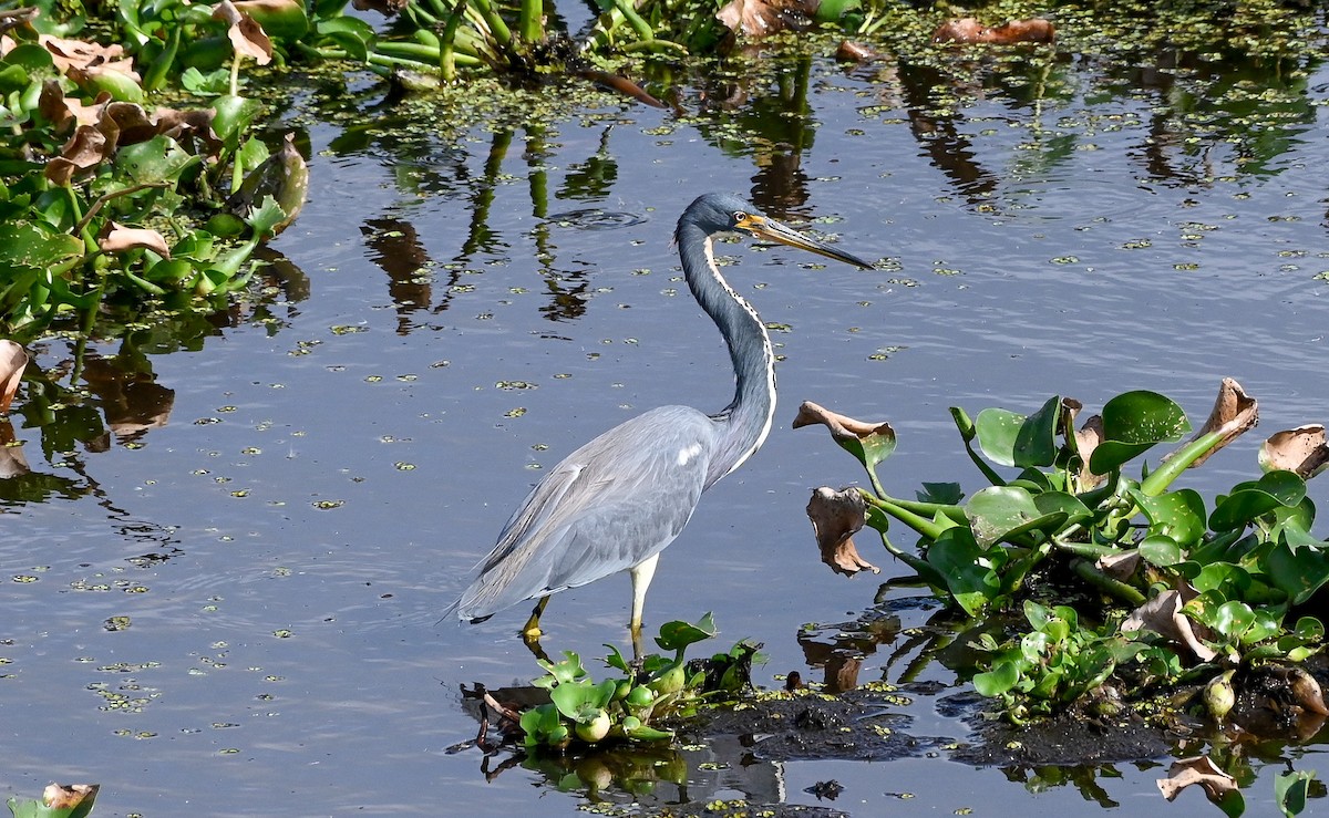 volavka tříbarvá - ML646429739