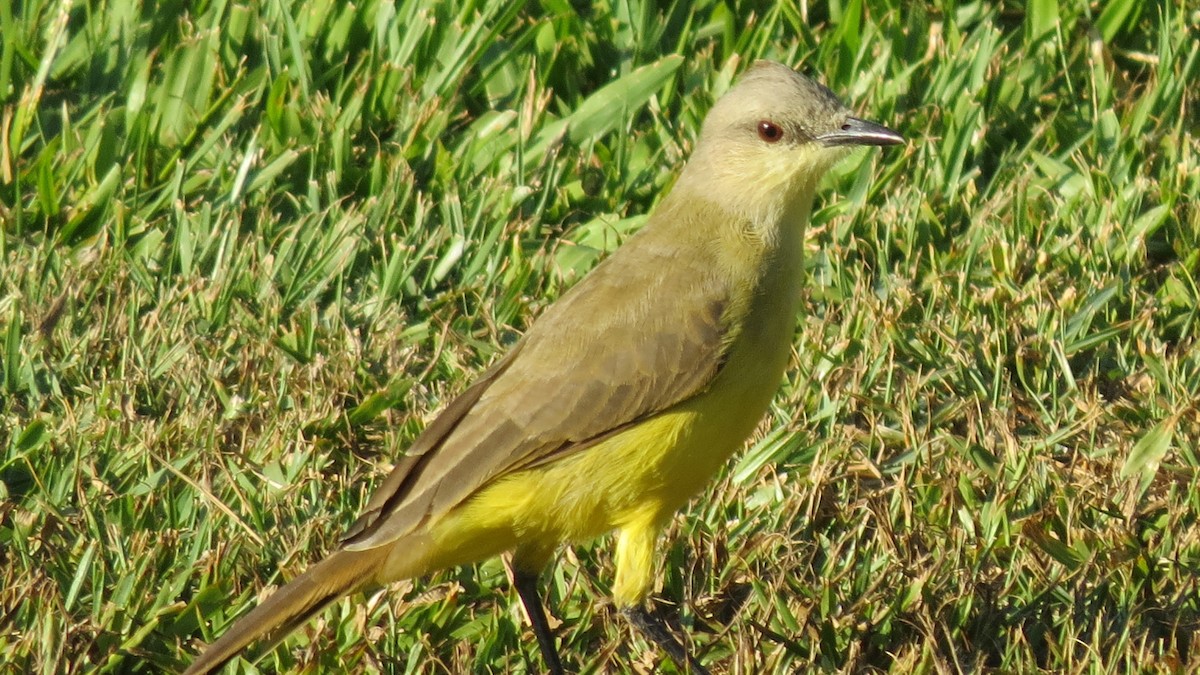 Cattle Tyrant - ML646429740