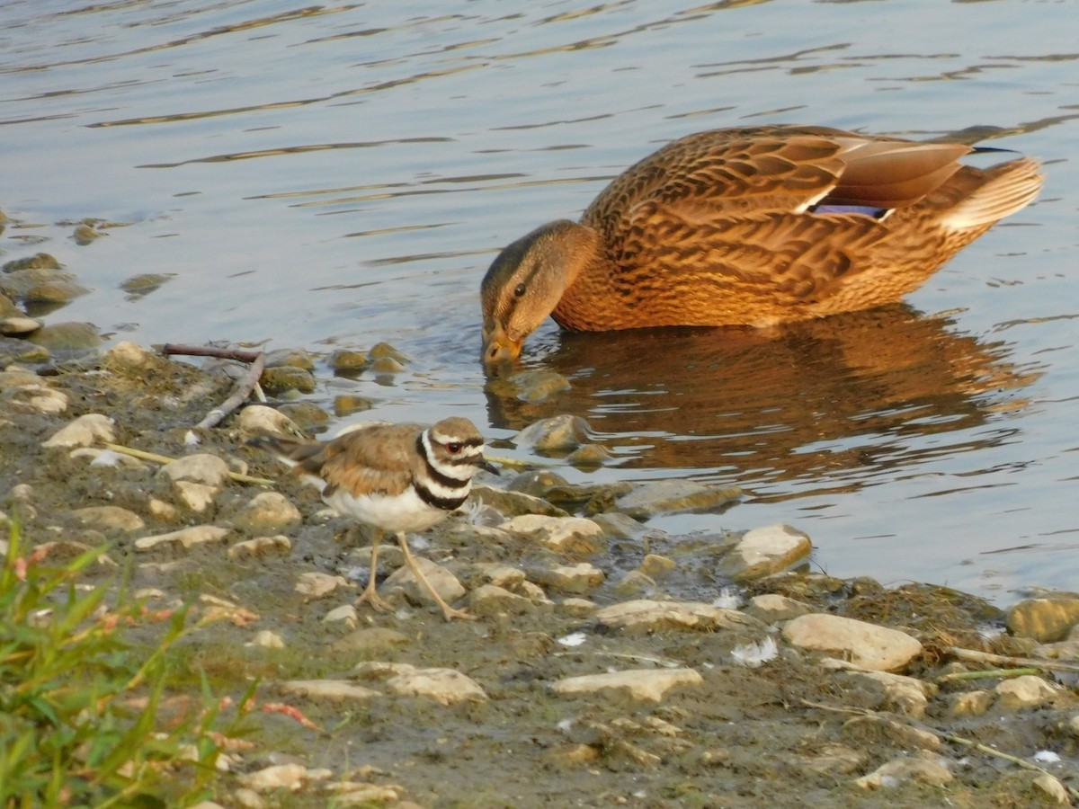 Killdeer - ML646429742