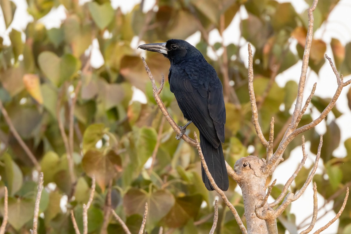 Black Butcherbird - ML646429745