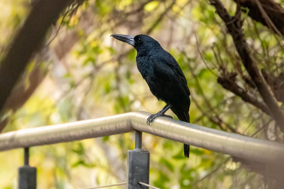 Black Butcherbird - ML646429746