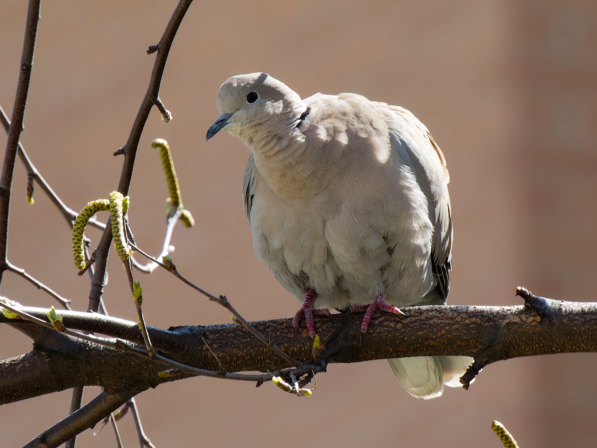 Eurasian Collared-Dove - ML646429751