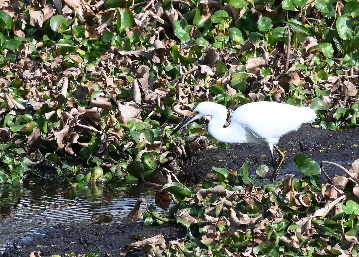 volavka bělostná - ML646429752