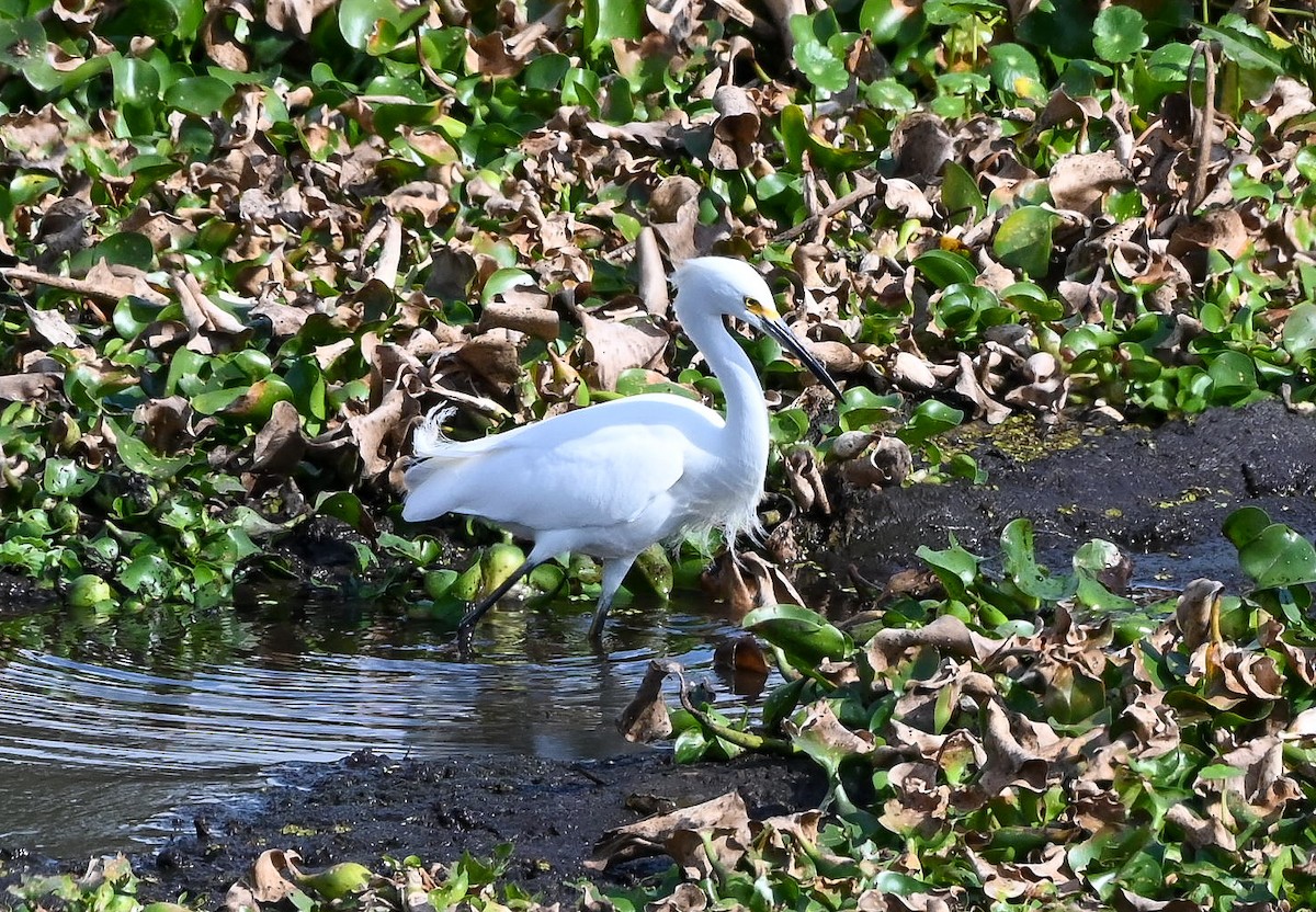 volavka bělostná - ML646429753