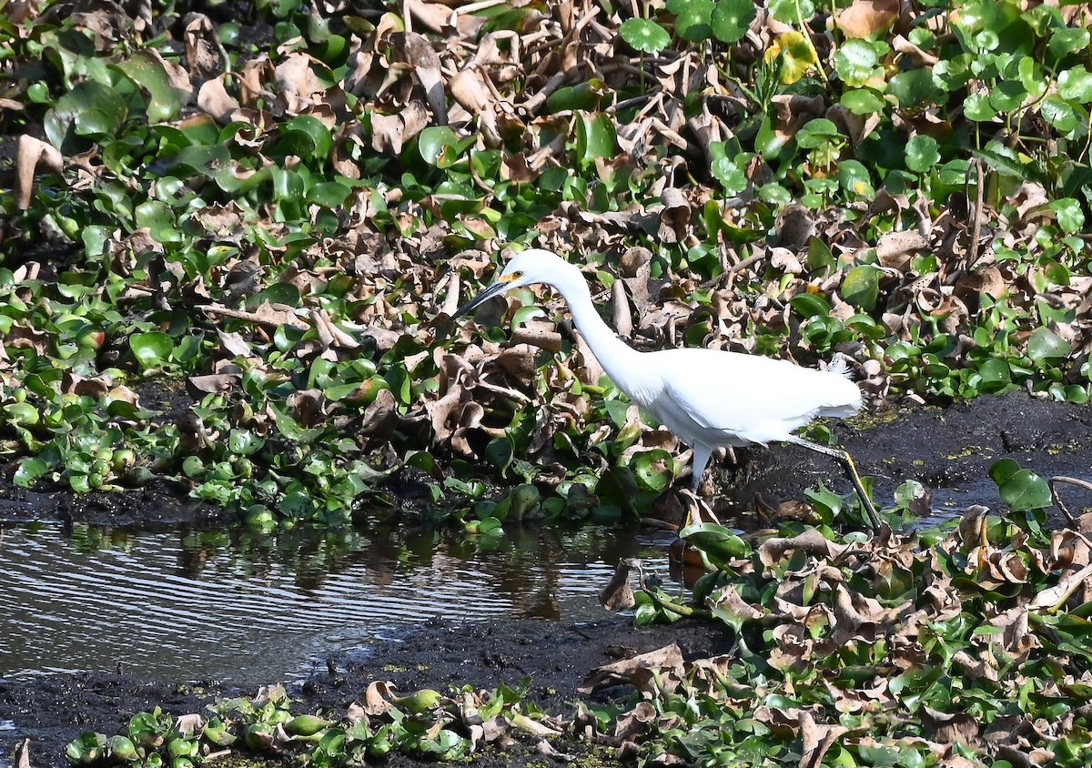 volavka bělostná - ML646429754