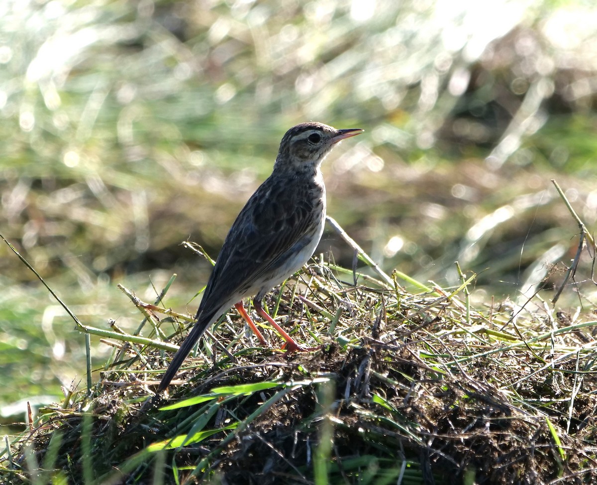 Australian Pipit - ML646429755