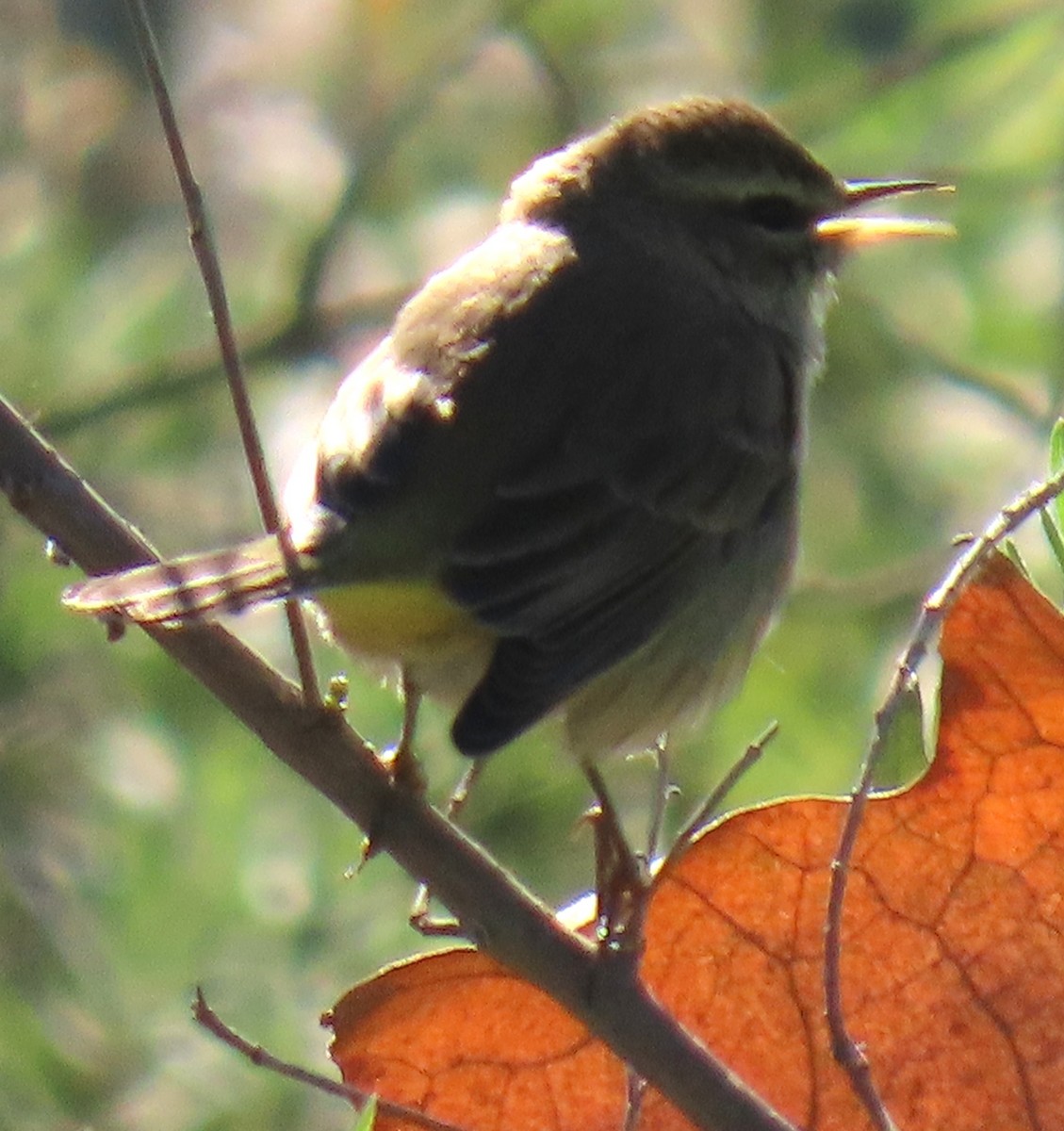 סבכון חום-כיפה - ML646429758