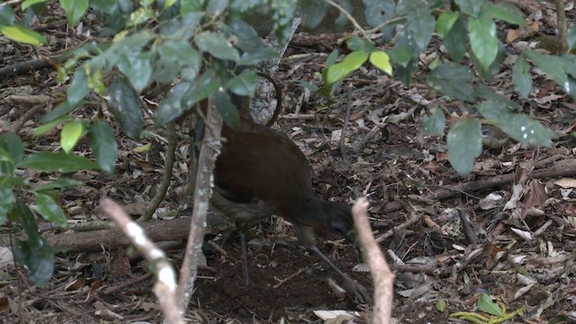 Albert's Lyrebird - ML646429768
