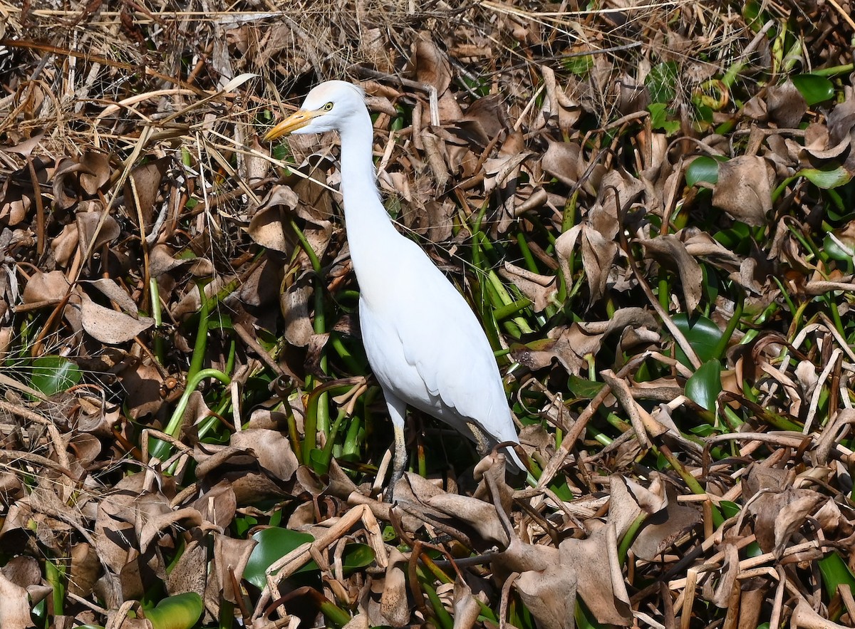 volavka rusohlavá - ML646429769