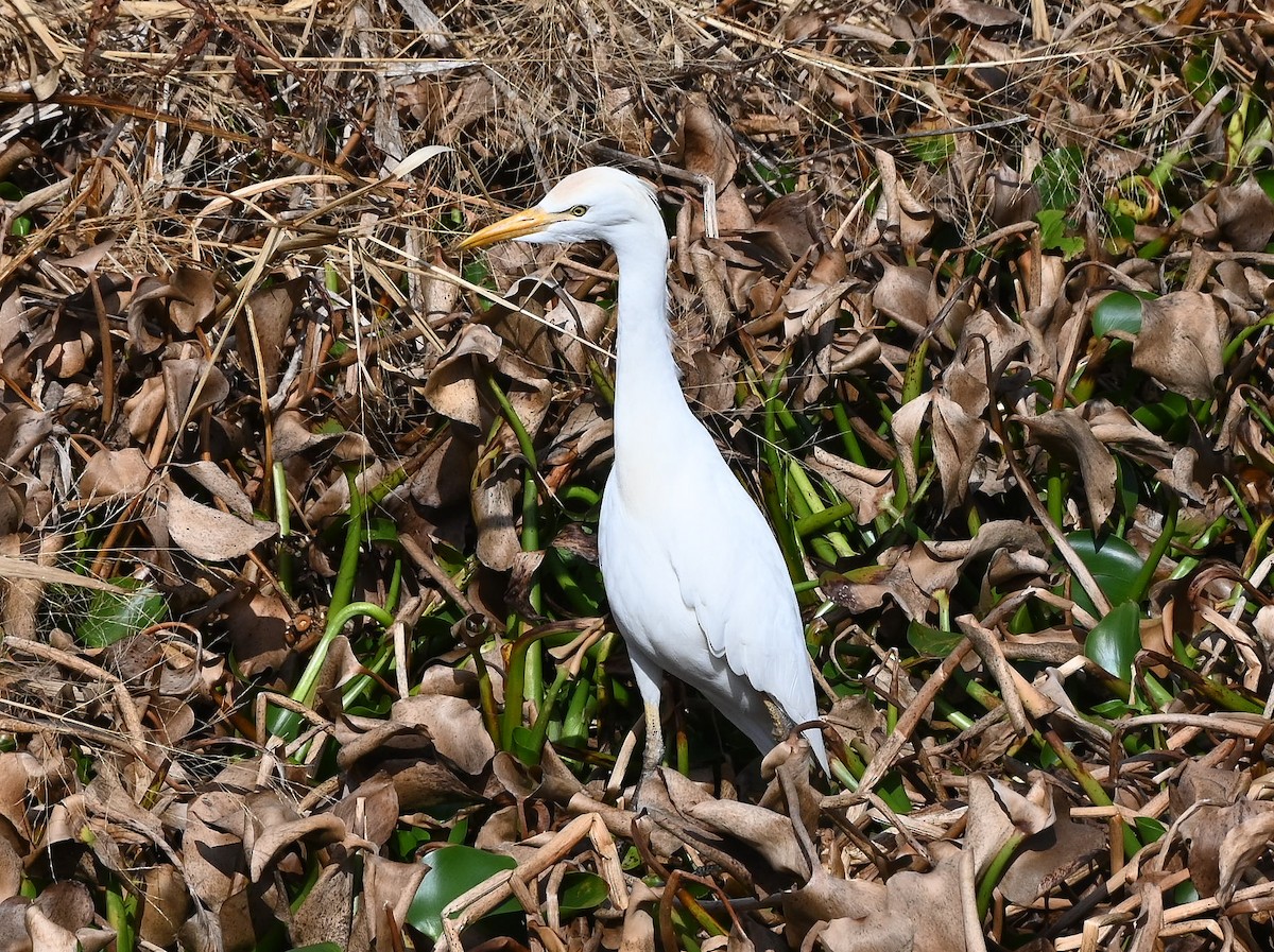 volavka rusohlavá - ML646429770