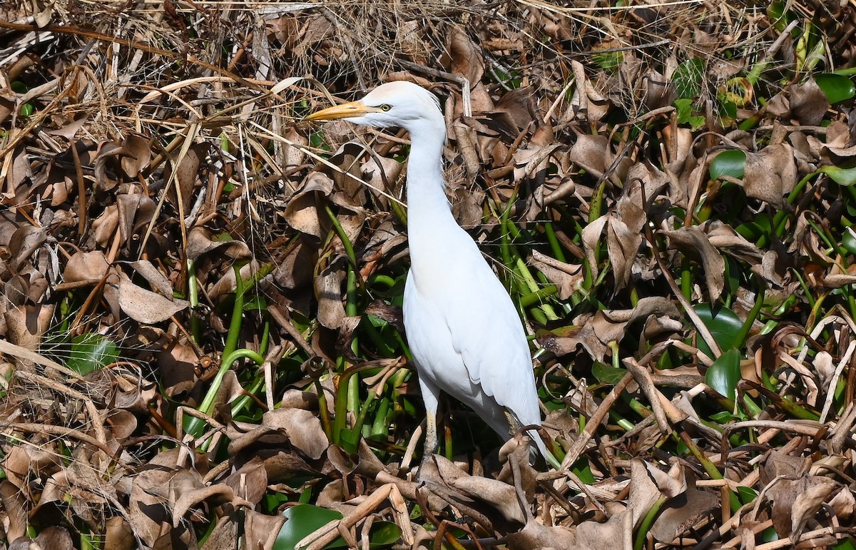 Western Cattle-Egret - ML646429771