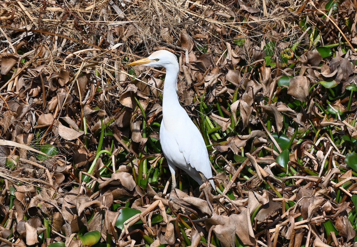 Western Cattle-Egret - ML646429772