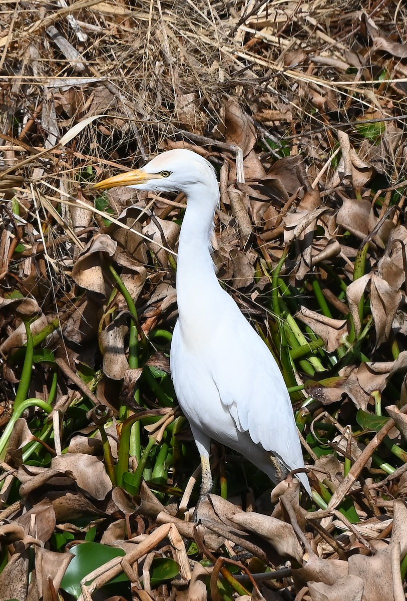 Western Cattle-Egret - ML646429773