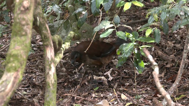 Albert's Lyrebird - ML646429774