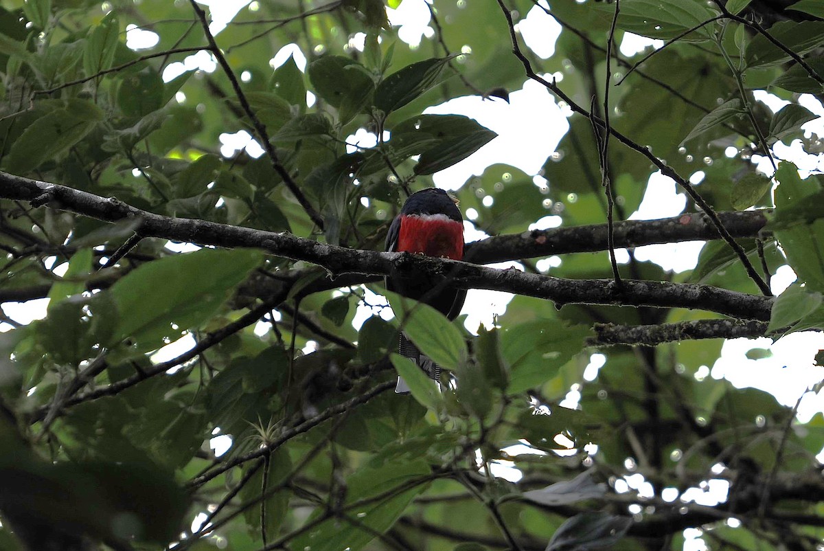 Masked Trogon - ML646429775