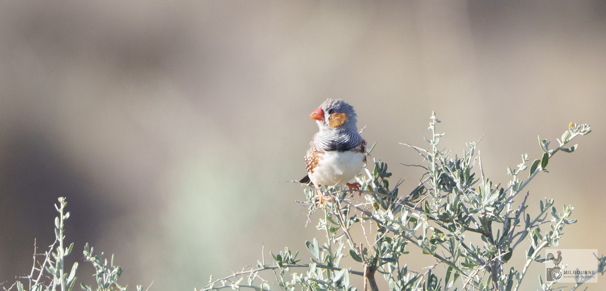 Zebra Finch - ML646429776