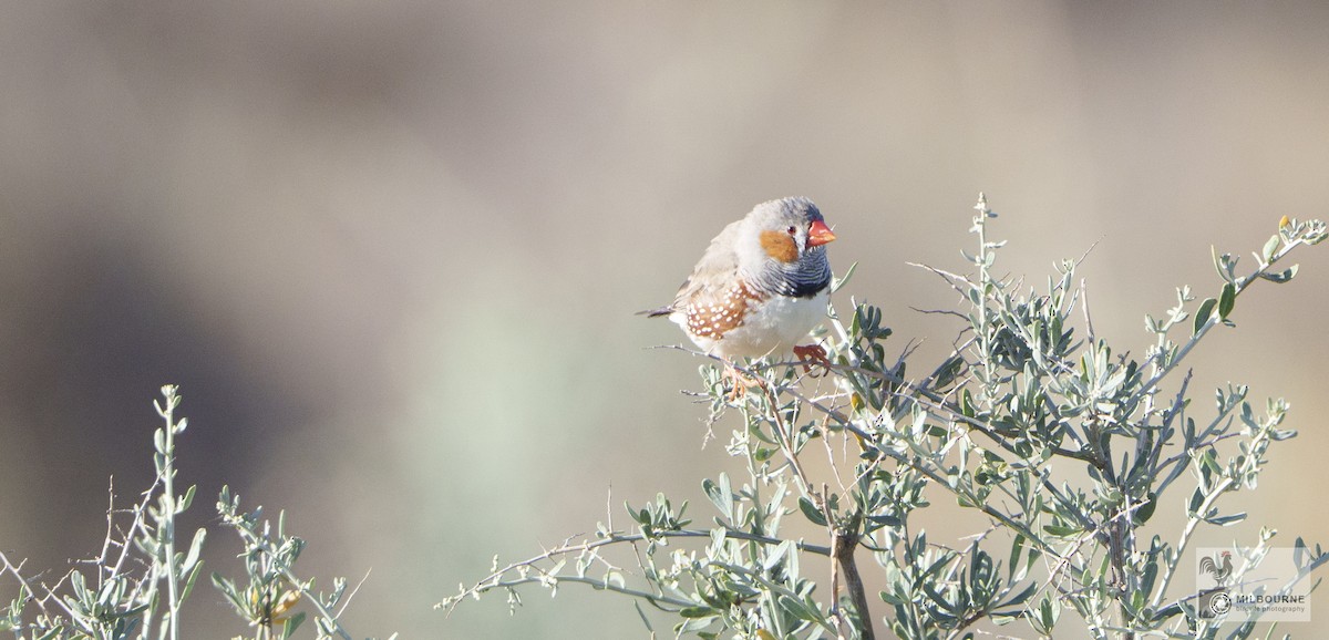 Zebra Finch - ML646429777