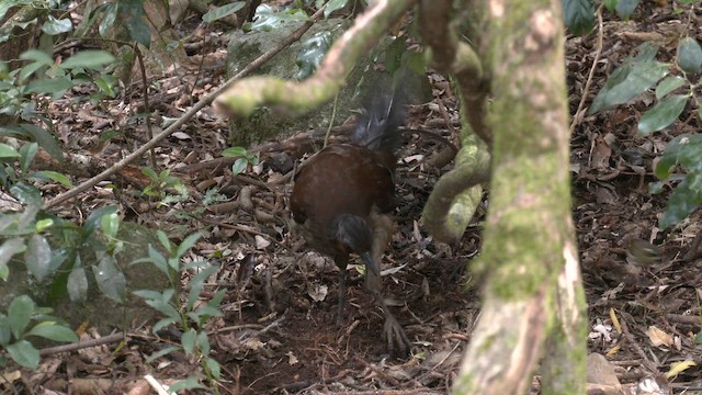 Albert's Lyrebird - ML646429778