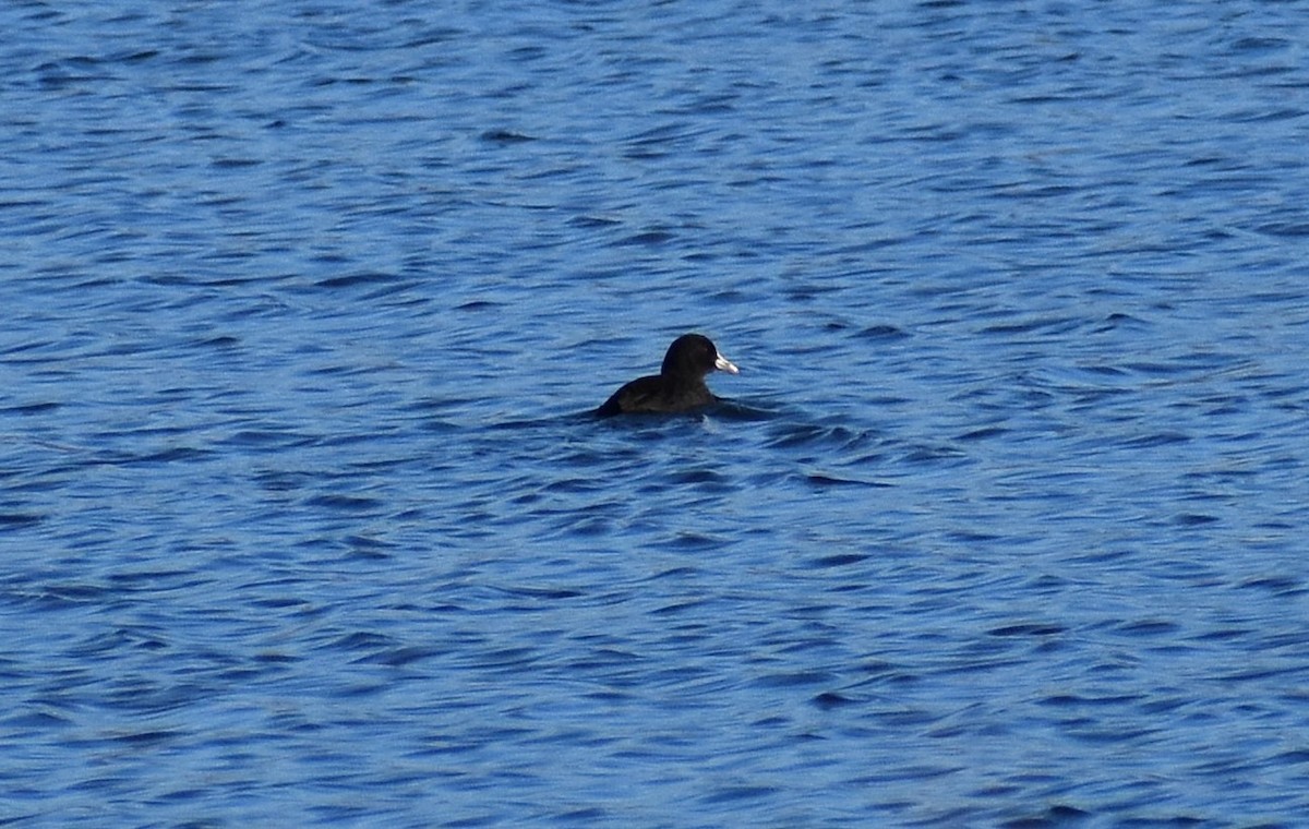 白冠雞 - ML646429779