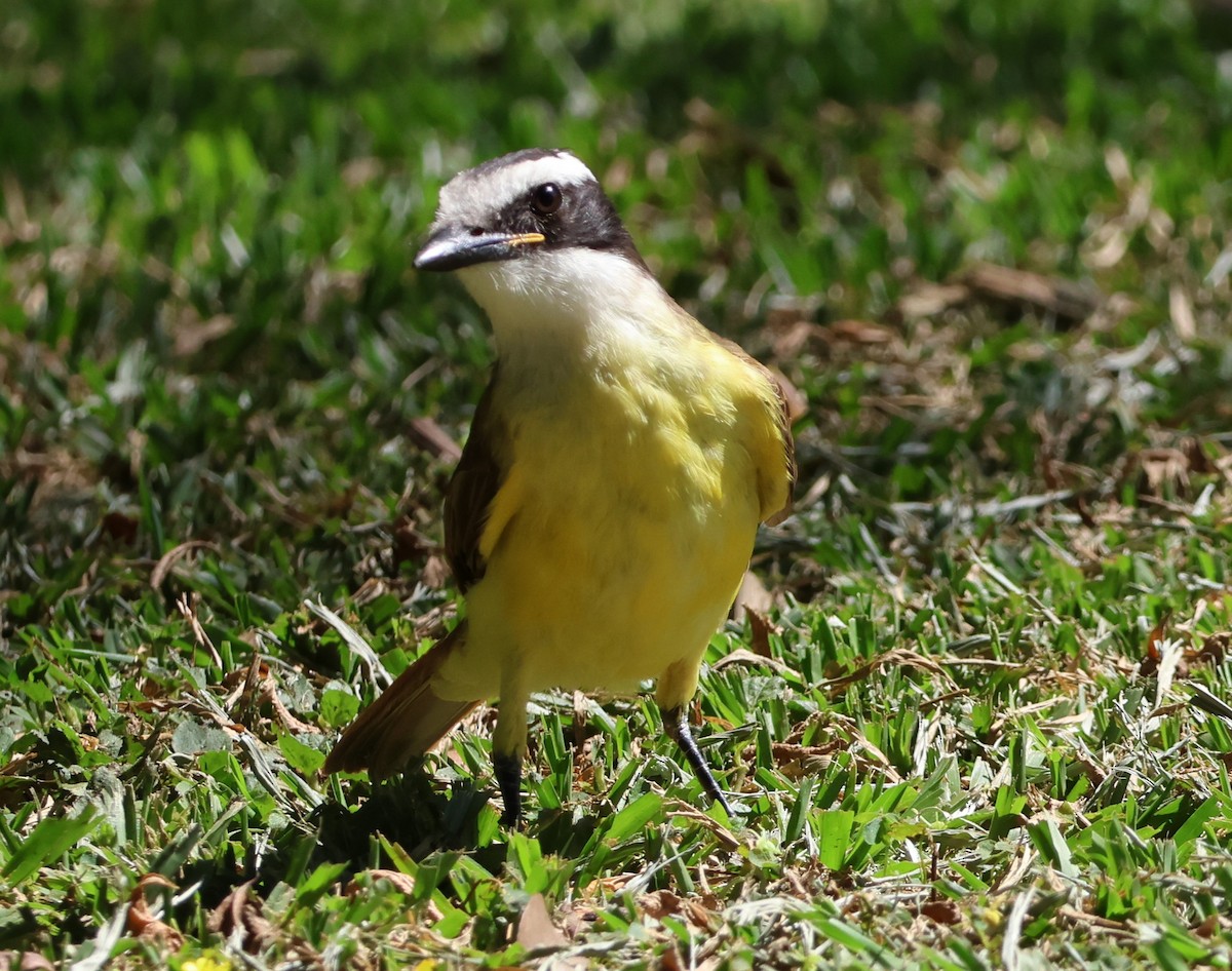 Great Kiskadee - ML646429781