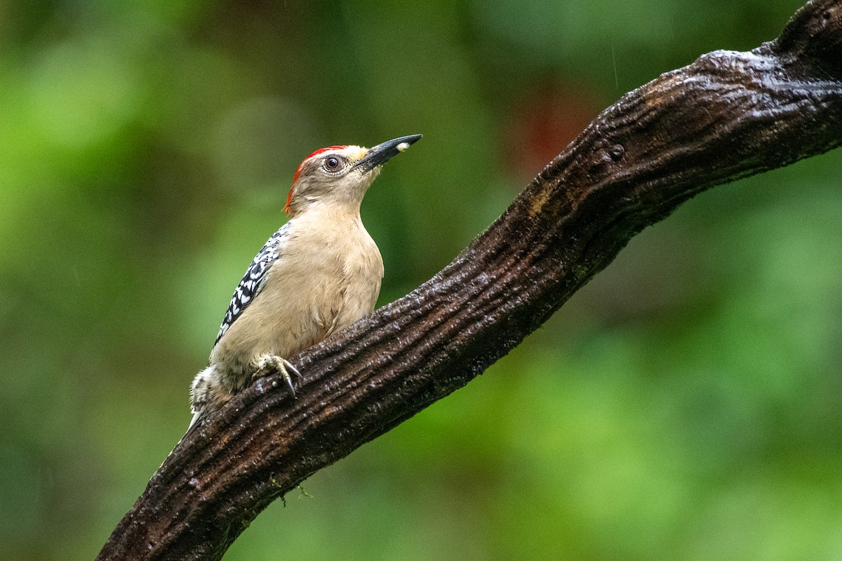 Red-crowned Woodpecker - ML646429784
