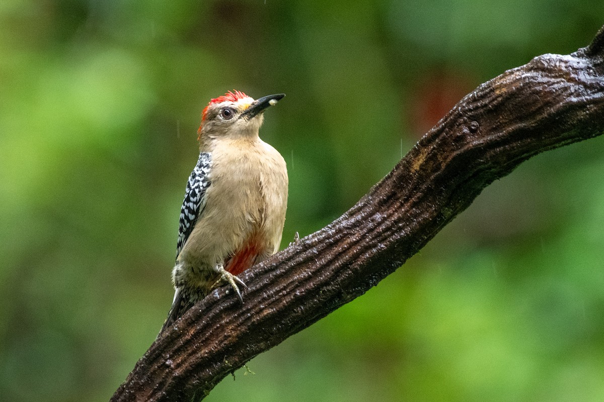 Red-crowned Woodpecker - ML646429785