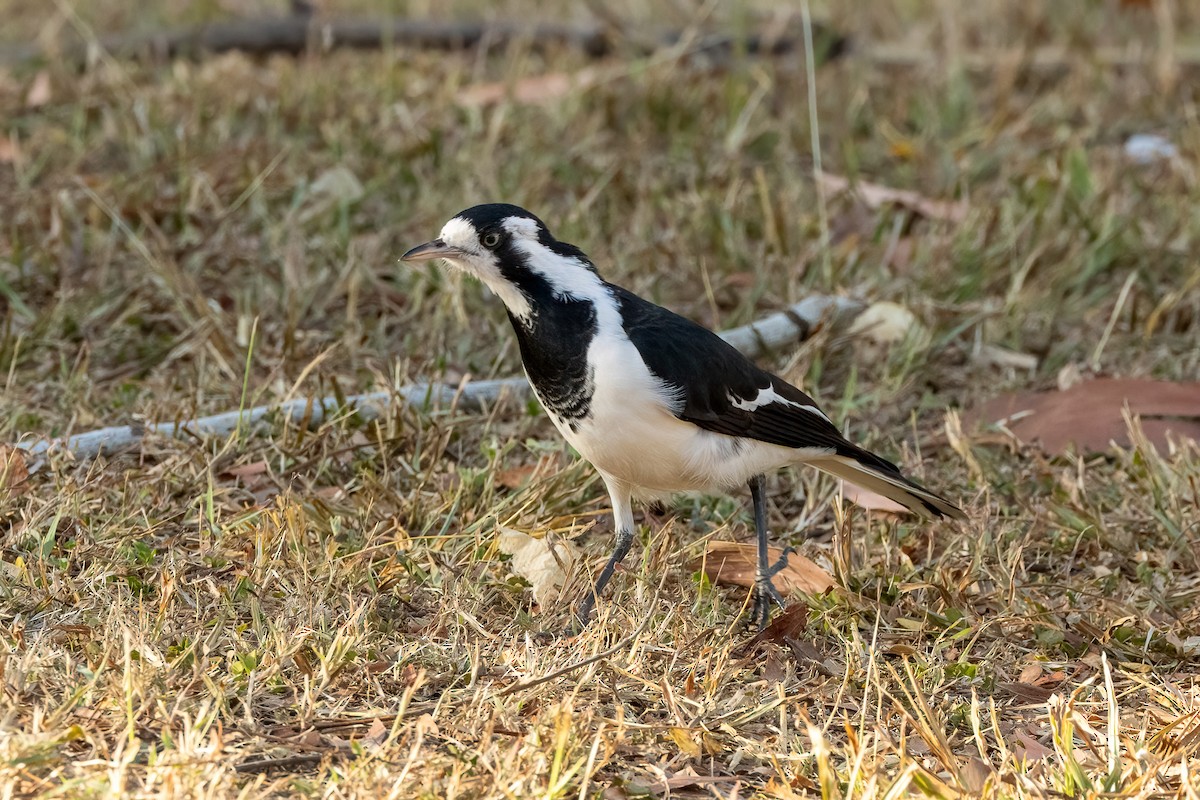 Magpie-lark - ML646429786